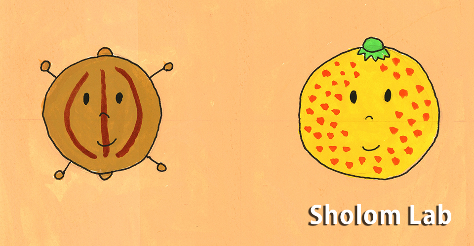 シャロームラボメイン